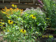 Blackeyed susan and heart leafed asters