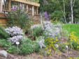 Blackeyed Susan, NE Aster, Butterfly bush& Monarda in Bloom