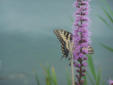 Swallowtail Tiger on Marsh Blazing Star