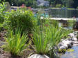 Swamp milkweed and Blue flag Iris
