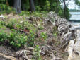 Shoreline clearing of invasives continues
