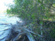 Invasive Glossy Buckthorn overtaking shoreline