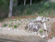 Shoreline erosion protection installed and planted